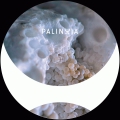 Palinoia 11